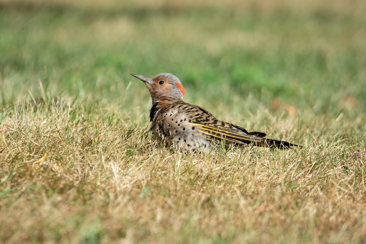 Northern Flicker - ML471281441