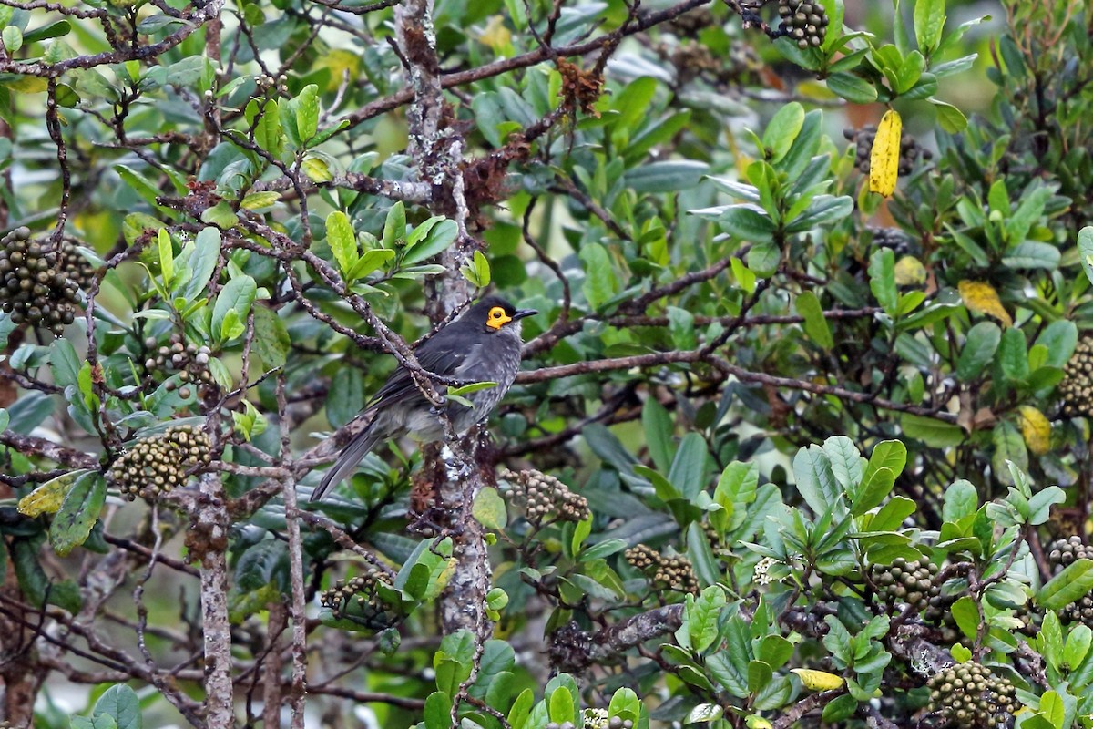 Smoky Honeyeater - ML47128201