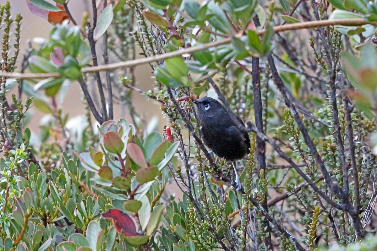 Sooty Honeyeater - ML47128211