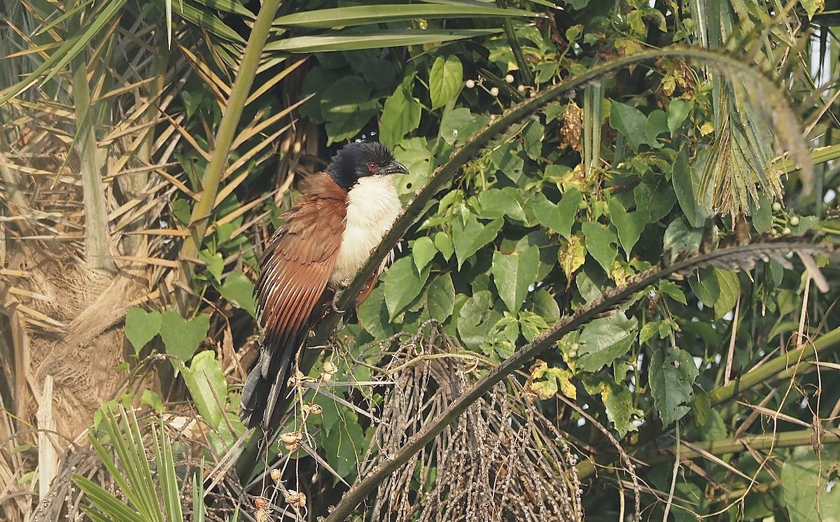 Senegal Coucal - ML471282401