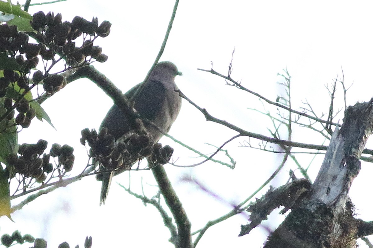 Short-billed Pigeon - ML471282541