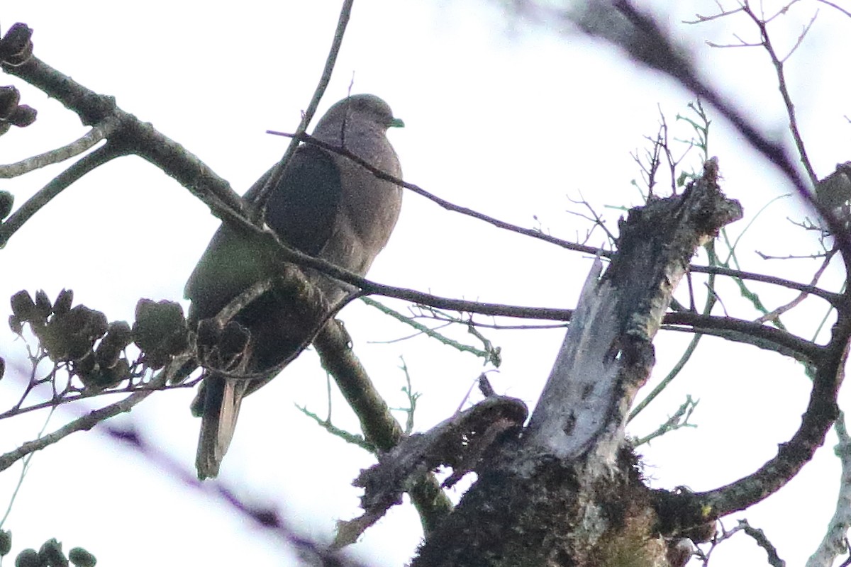 Short-billed Pigeon - Mark L. Hoffman