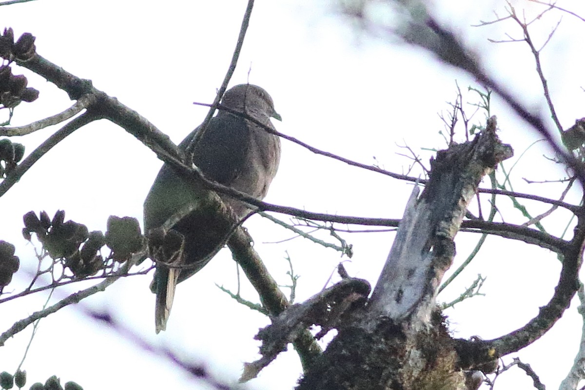 Short-billed Pigeon - ML471282561