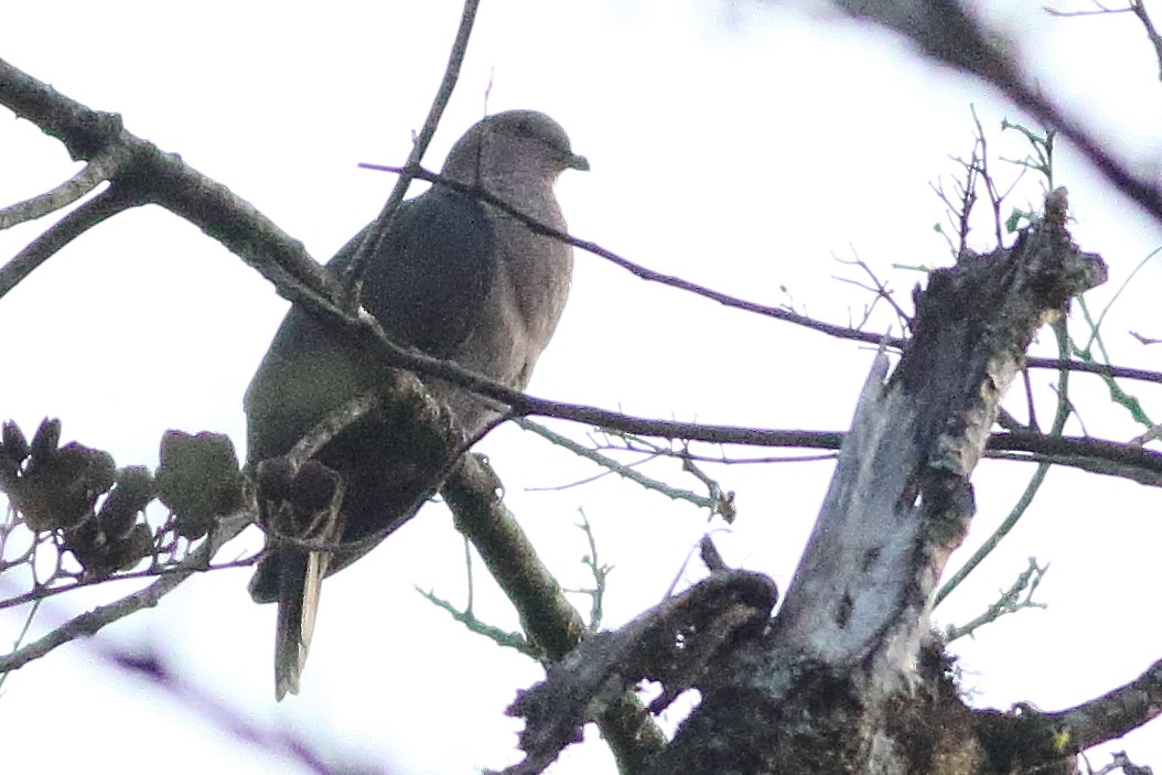 Short-billed Pigeon - ML471282571