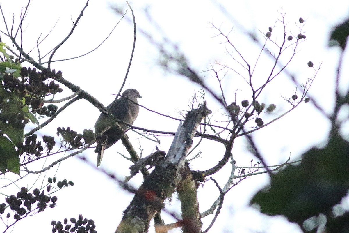 Short-billed Pigeon - ML471282581