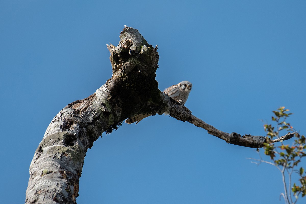 American Kestrel - ML471282651