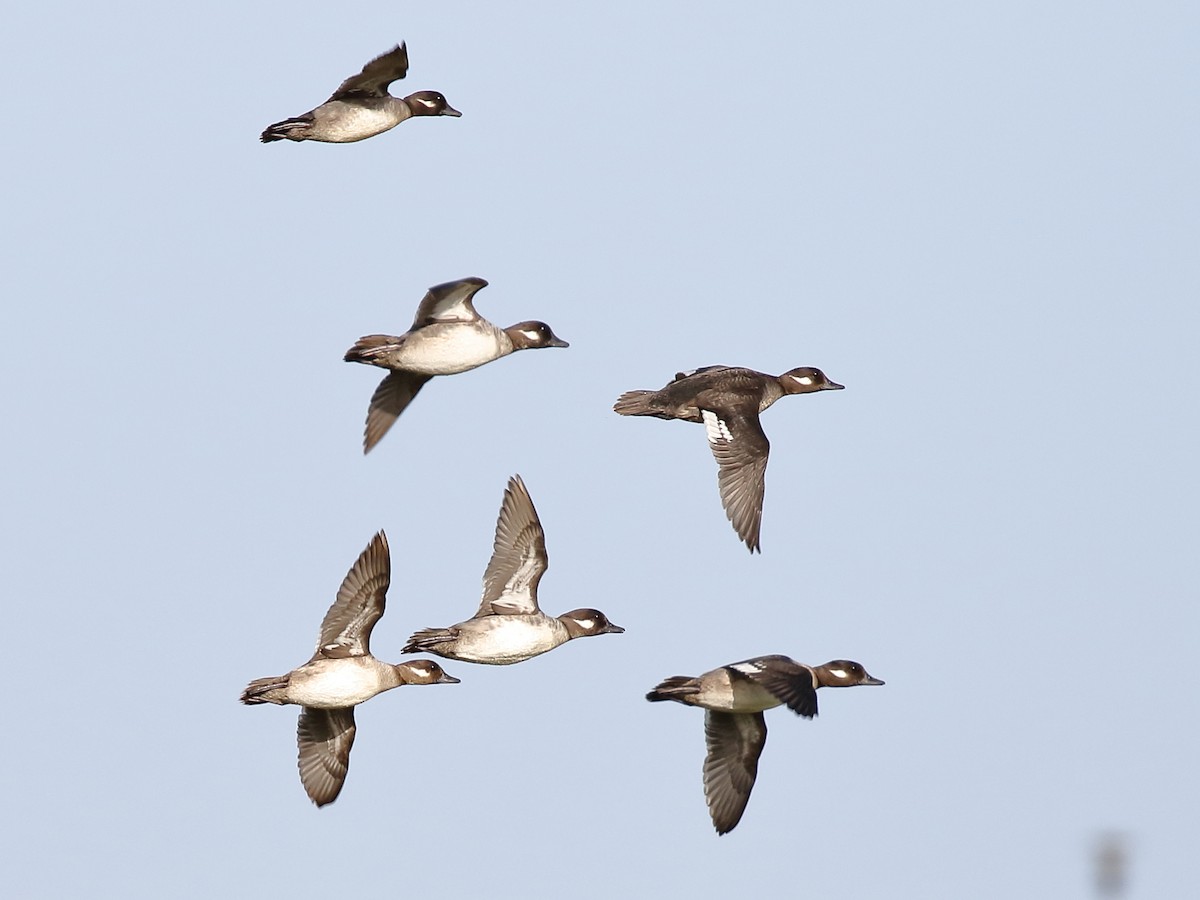 Bufflehead - Sharif Uddin