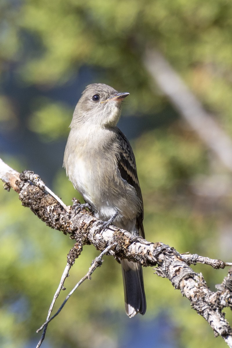 Western Wood-Pewee - ML471283591