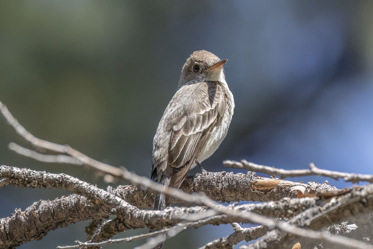 Western Wood-Pewee - ML471283621