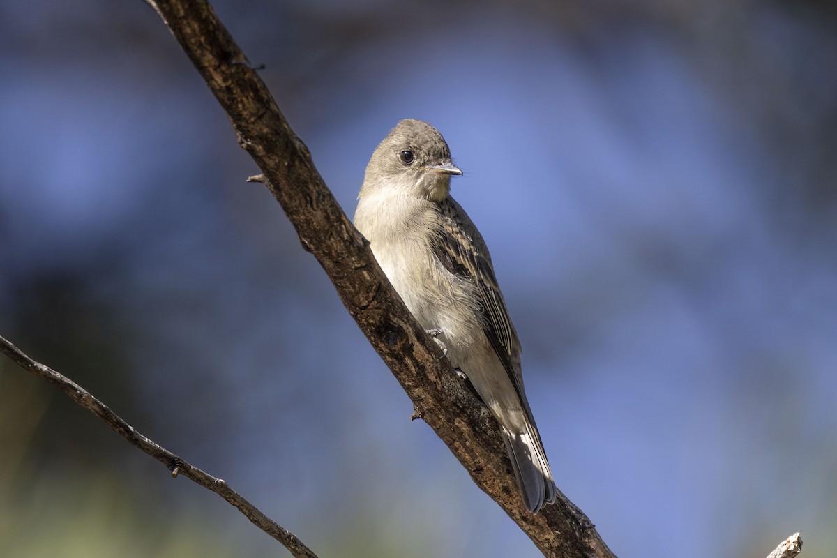 Western Wood-Pewee - ML471283631
