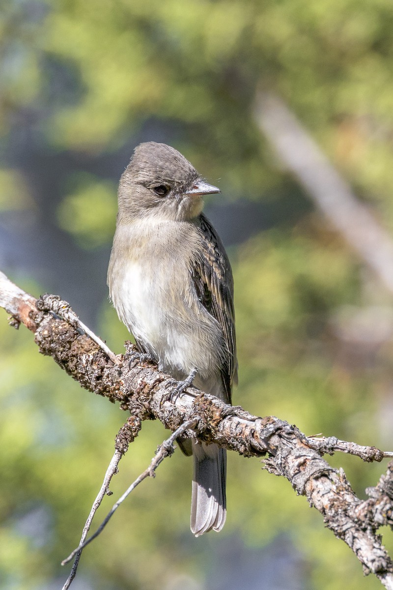 Western Wood-Pewee - ML471283641