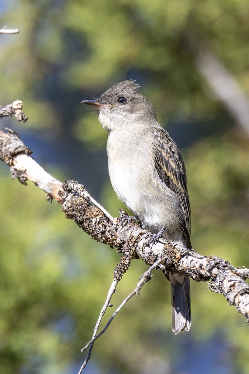 Western Wood-Pewee - ML471283651