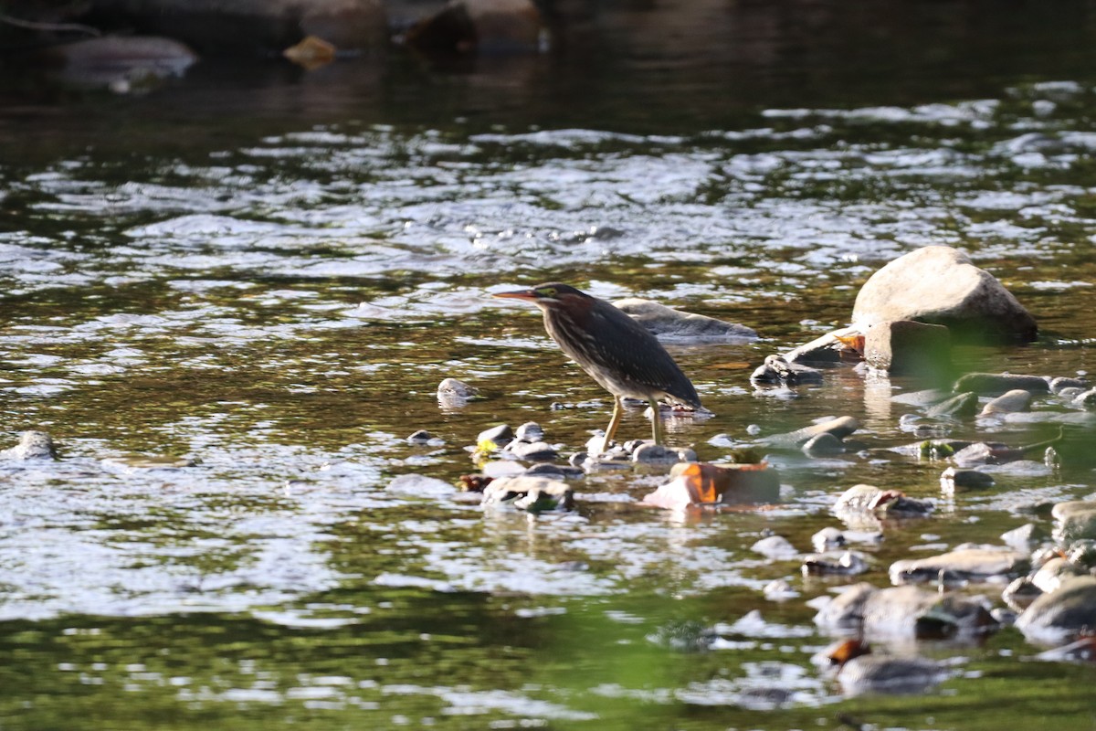 Green Heron - ML471283741