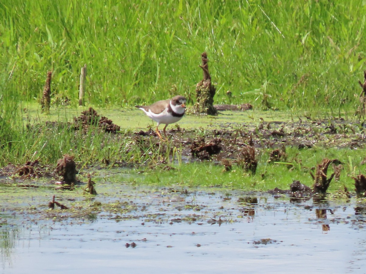 Semipalmated Plover - ML471284341