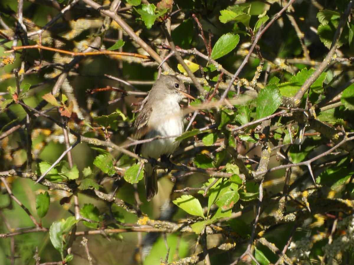 メジロハエトリ - ML471284361