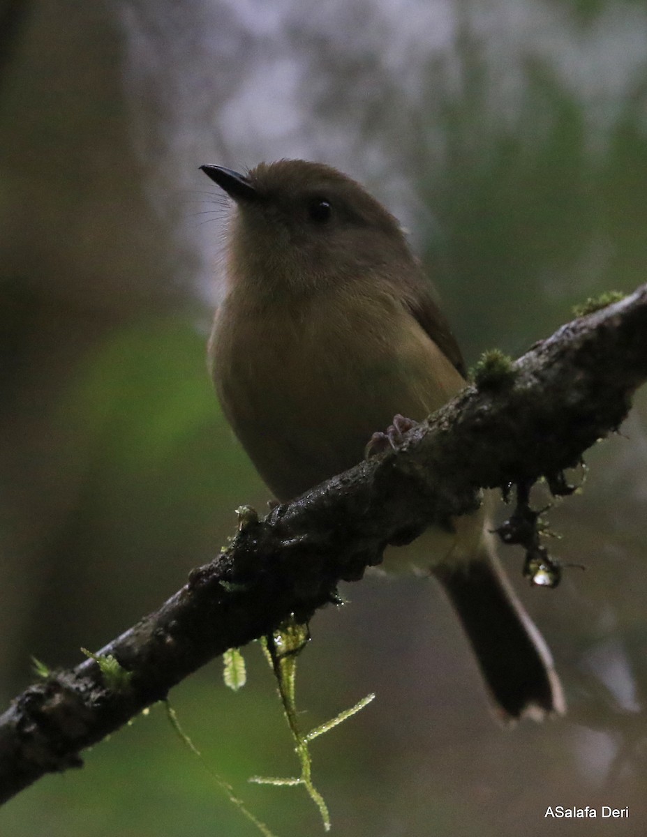 Тёмная ньютония (amphichroa) - ML471284491