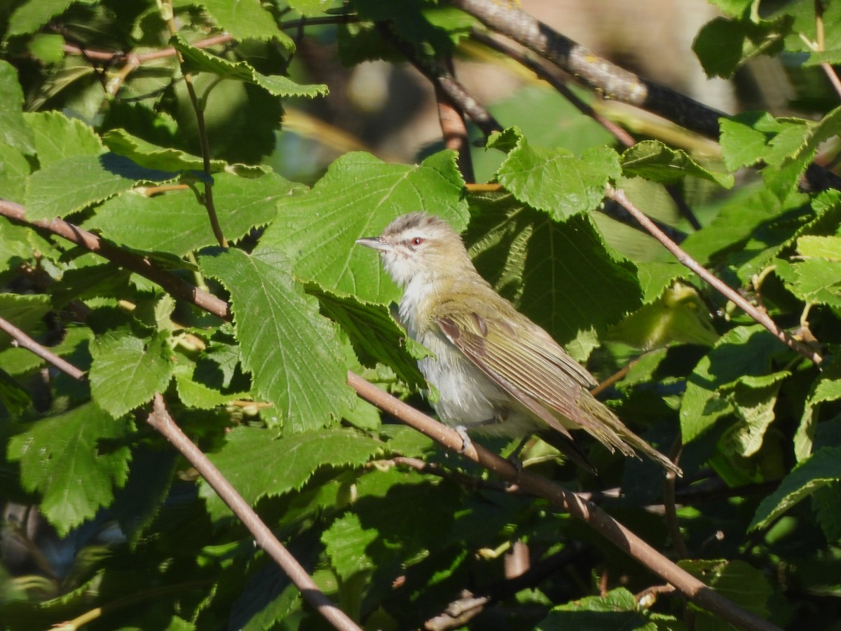 アカメモズモドキ - ML471284771