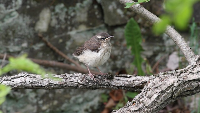 Louisiana Waterthrush - ML471285