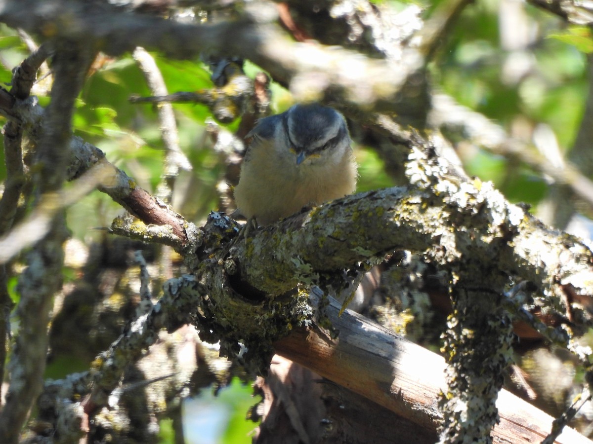 ムネアカゴジュウカラ - ML471285091