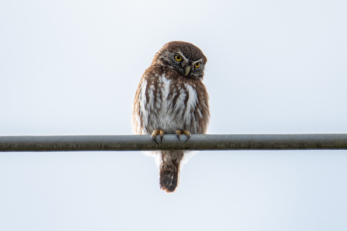 Austral Pygmy-Owl - Tamara Catalán Bermudez