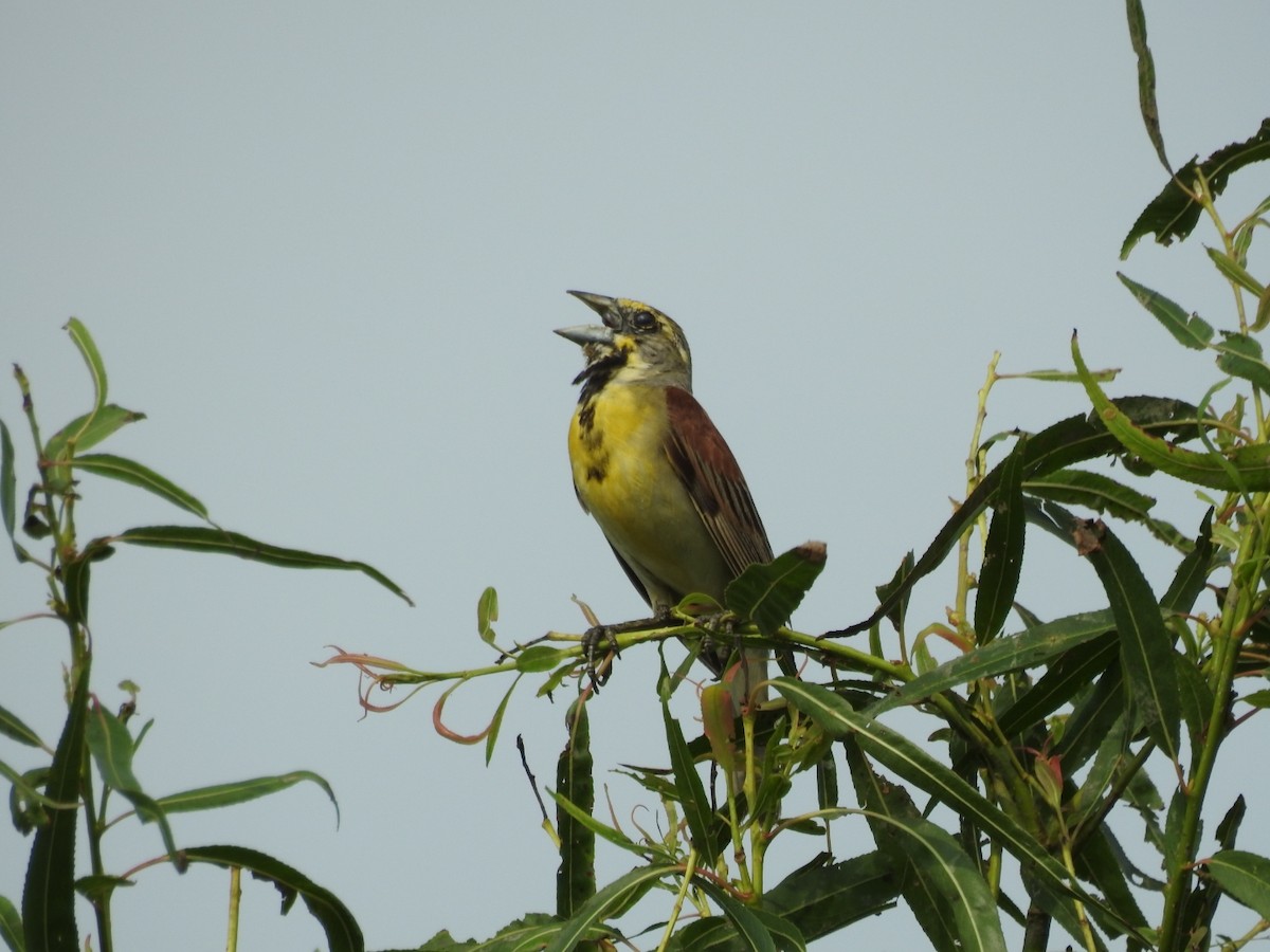 Dickcissel - Andrew Gafford