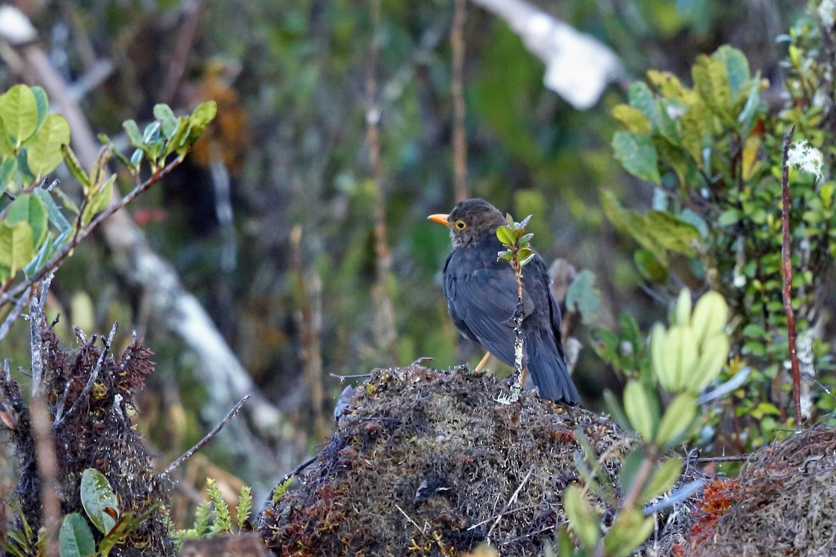 Island Thrush (Jayawijaya) - ML47128561