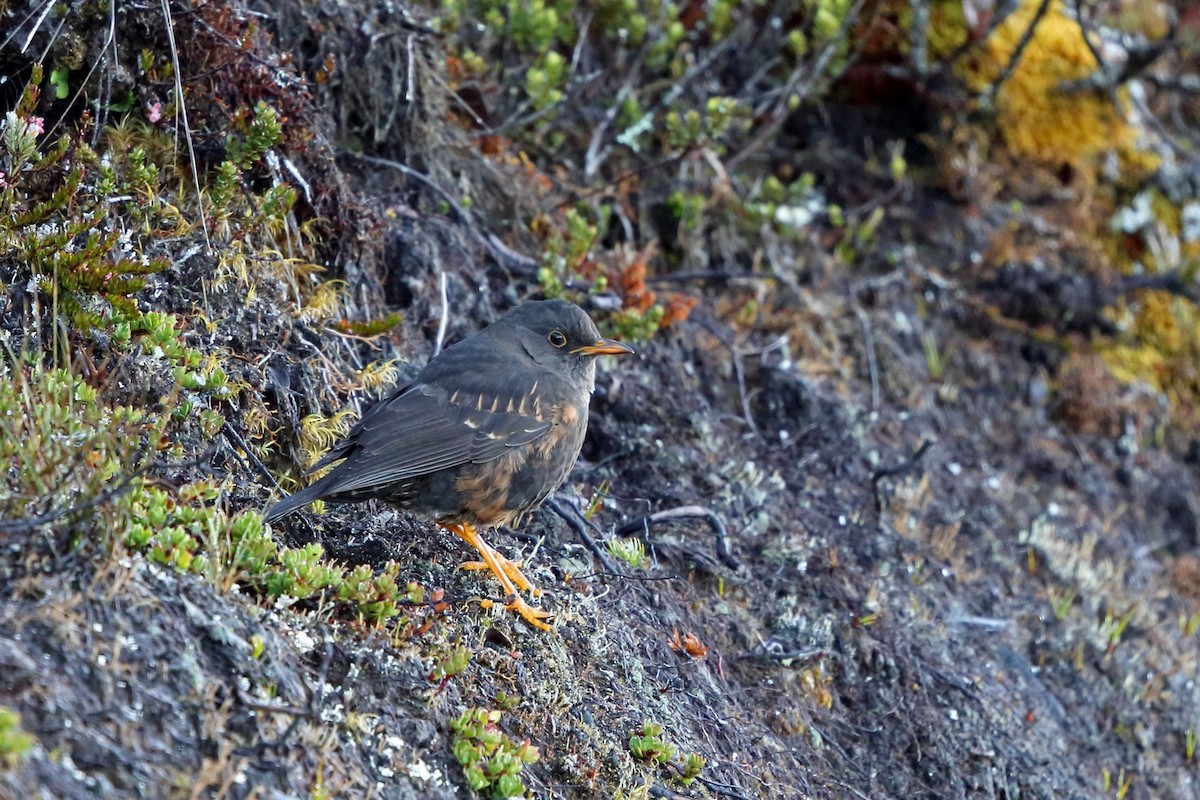 Island Thrush (Jayawijaya) - ML47128571