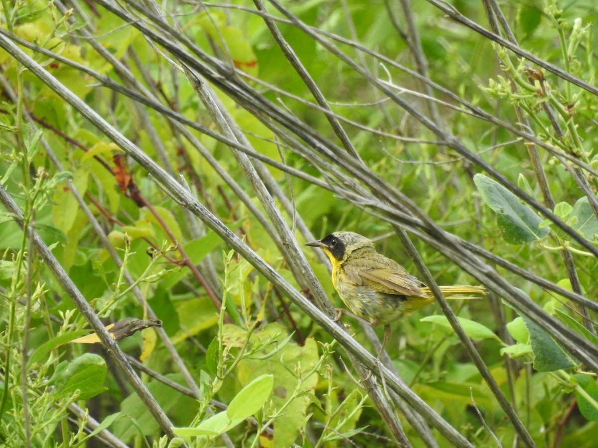 Common Yellowthroat - ML471285751