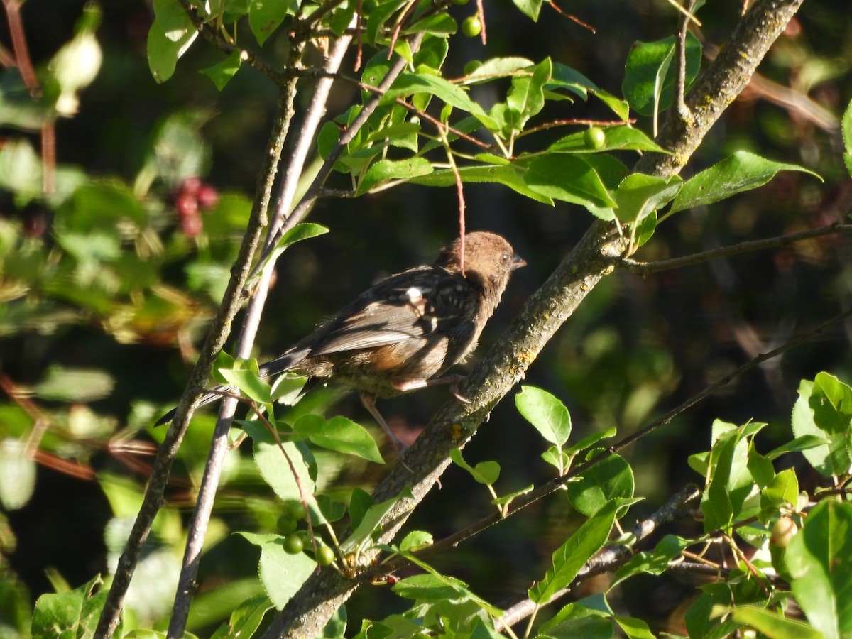 ホシワキアカトウヒチョウ - ML471285781