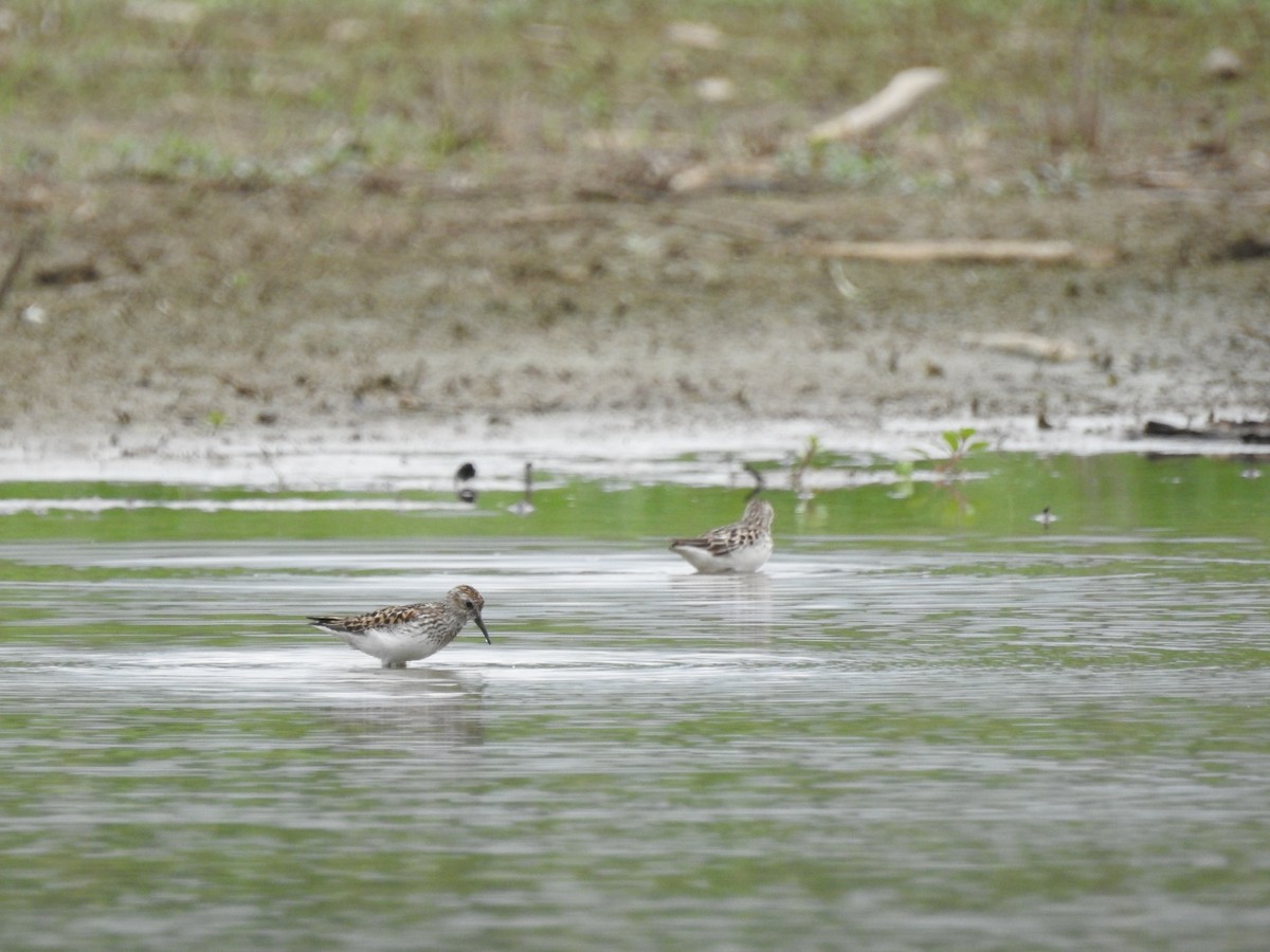 Least Sandpiper - ML471286121