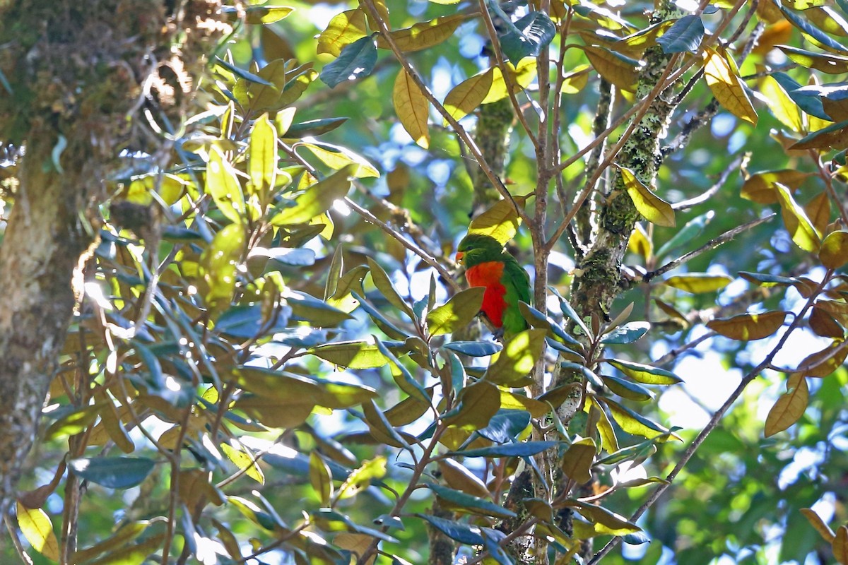 Orange-billed Lorikeet - ML47128641