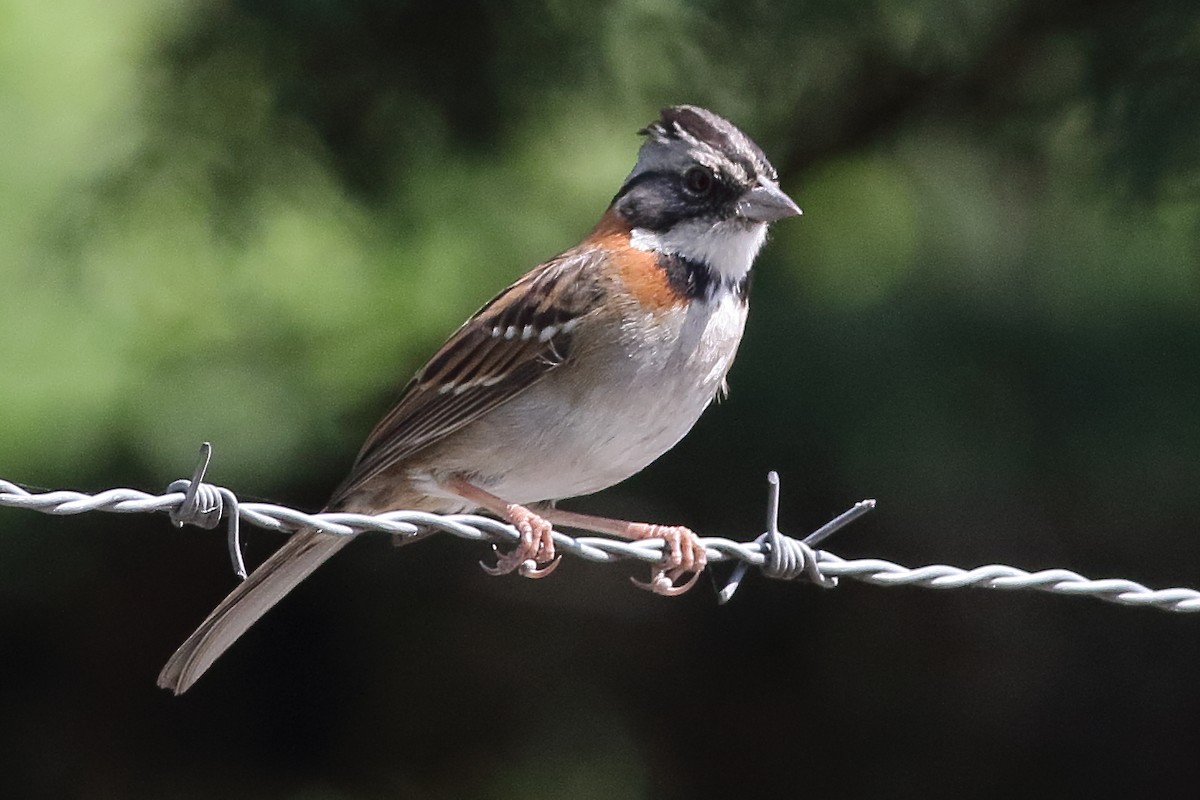 Rufous-collared Sparrow - ML471286481