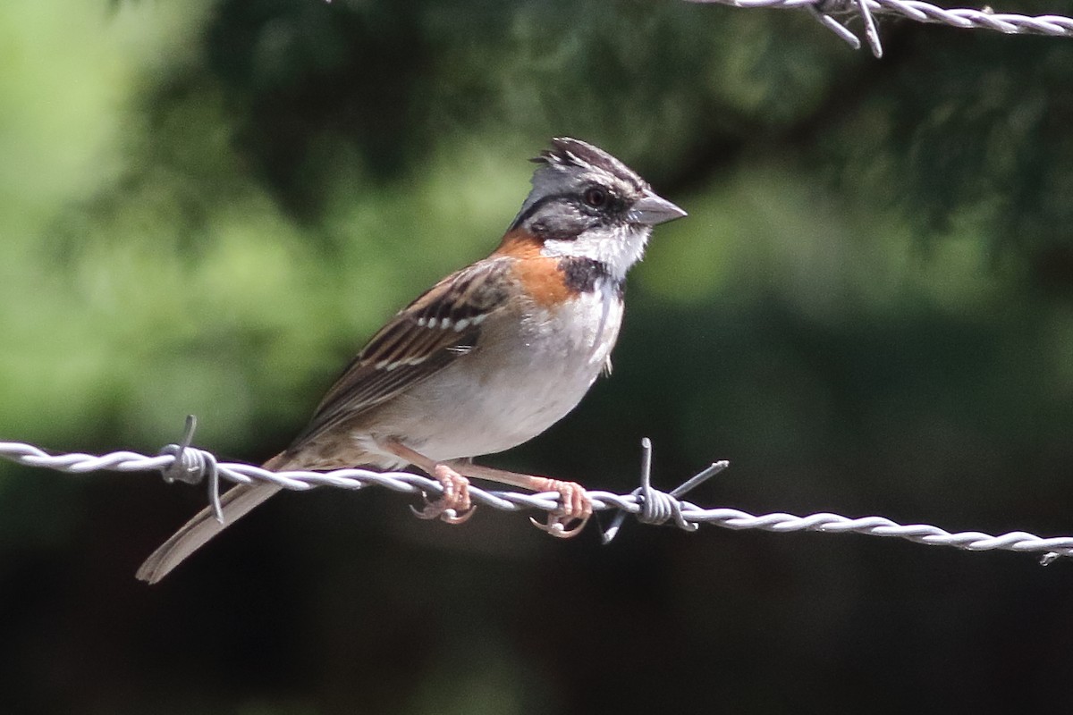 Rufous-collared Sparrow - ML471286491