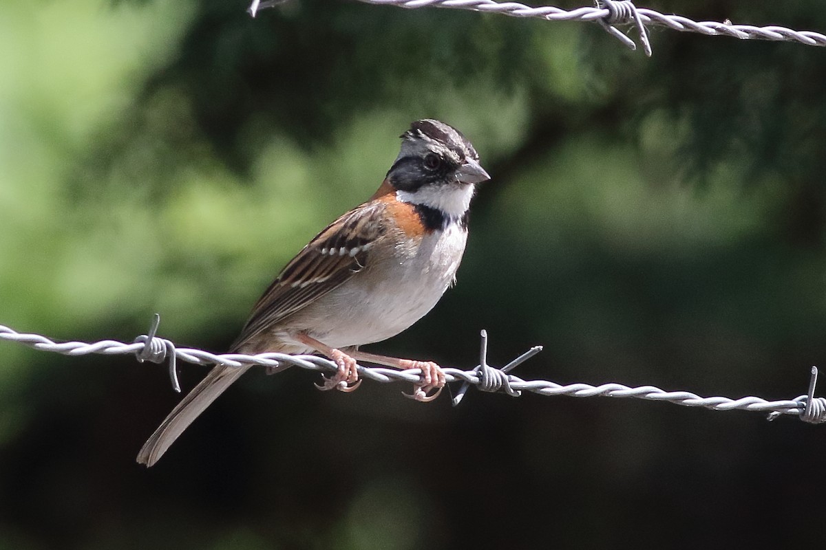 Rufous-collared Sparrow - ML471286501