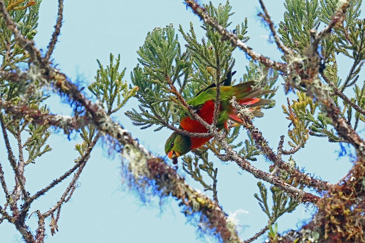 Orange-billed Lorikeet - ML47128651