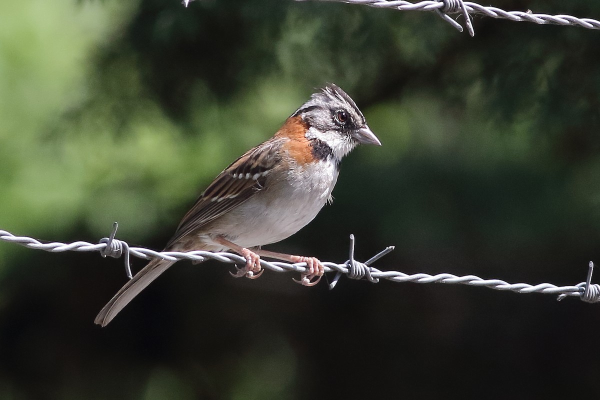 Rufous-collared Sparrow - ML471286521