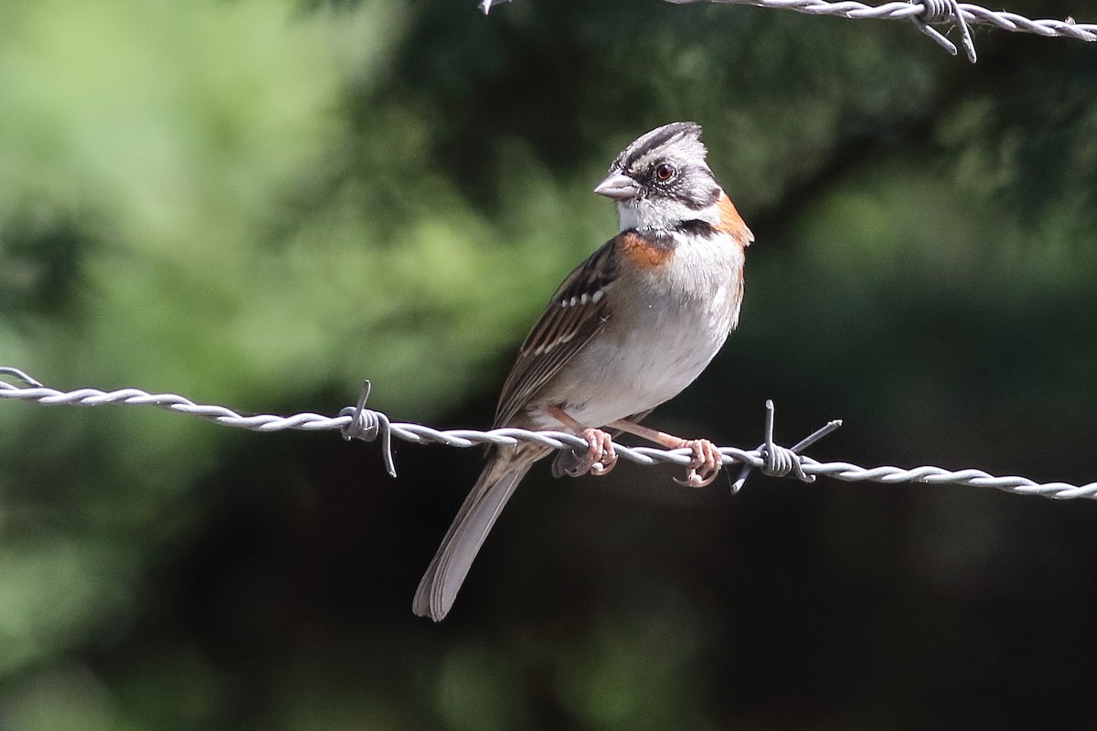 Rufous-collared Sparrow - ML471286531