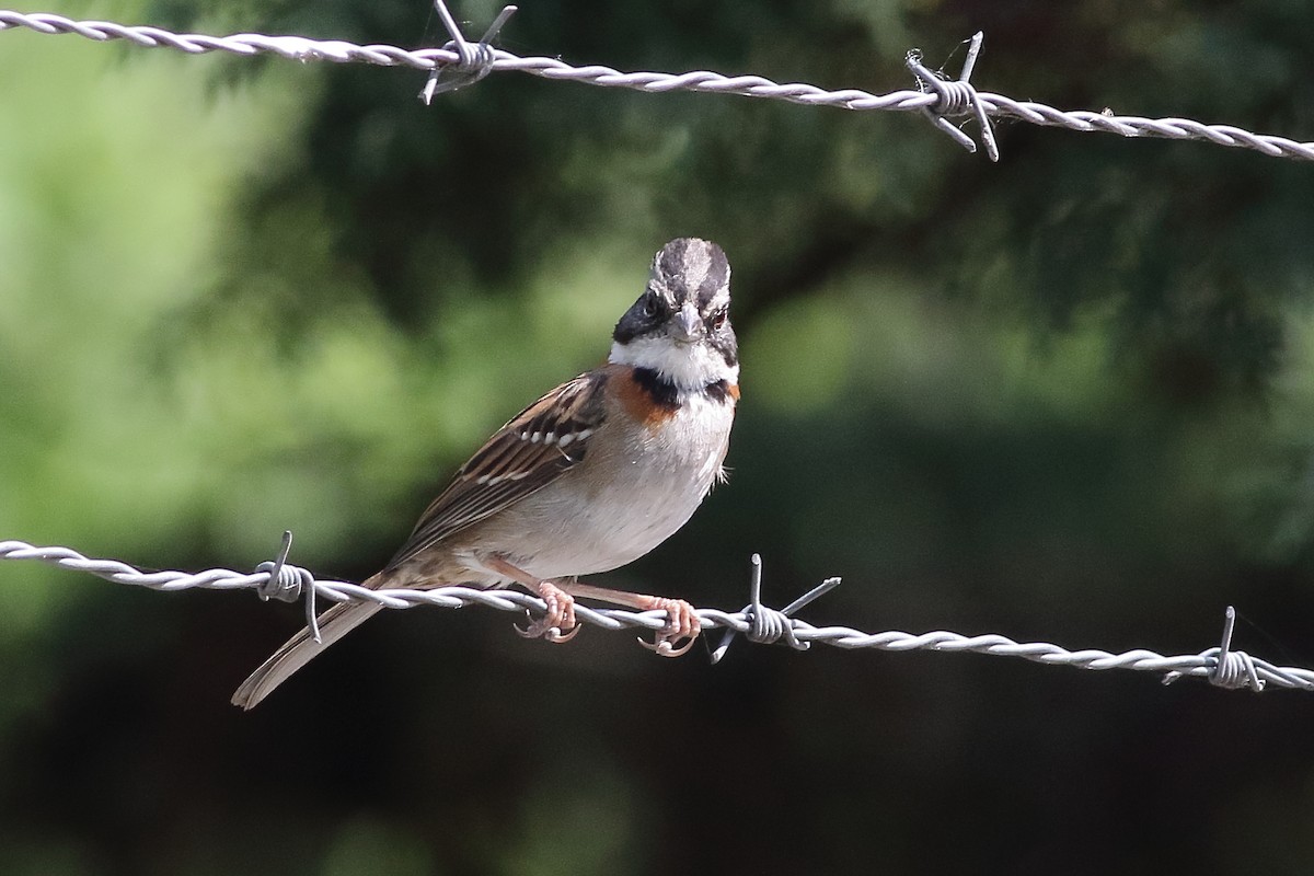Rufous-collared Sparrow - ML471286541