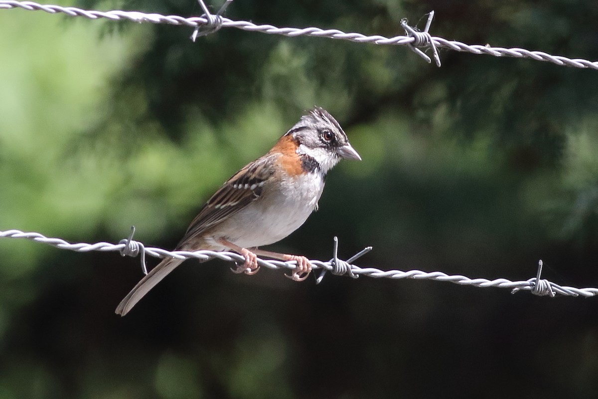 Rufous-collared Sparrow - ML471286551