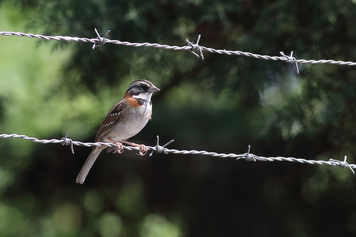Rufous-collared Sparrow - ML471286561