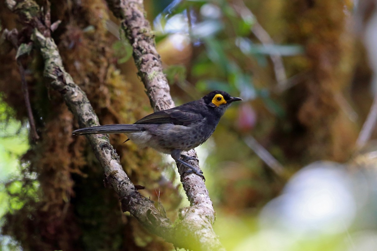 Smoky Honeyeater - ML47128701