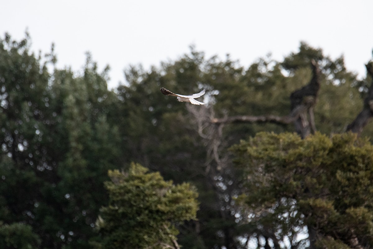 White-tailed Kite - Tamara Catalán Bermudez