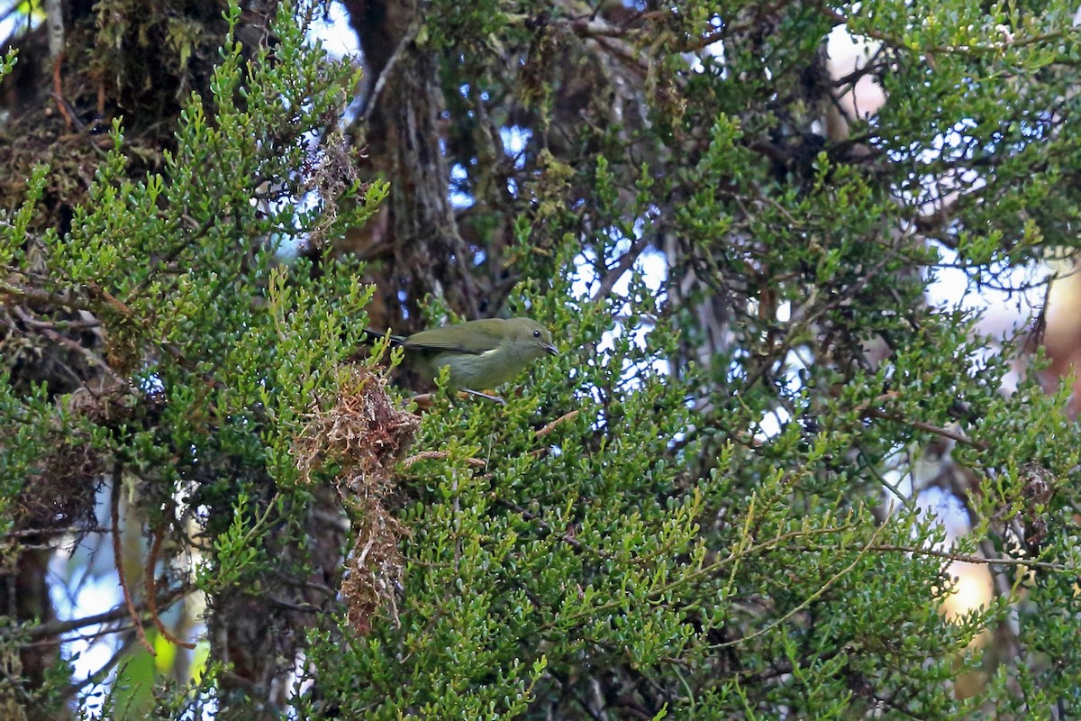 Fan-tailed Berrypecker - ML47128711