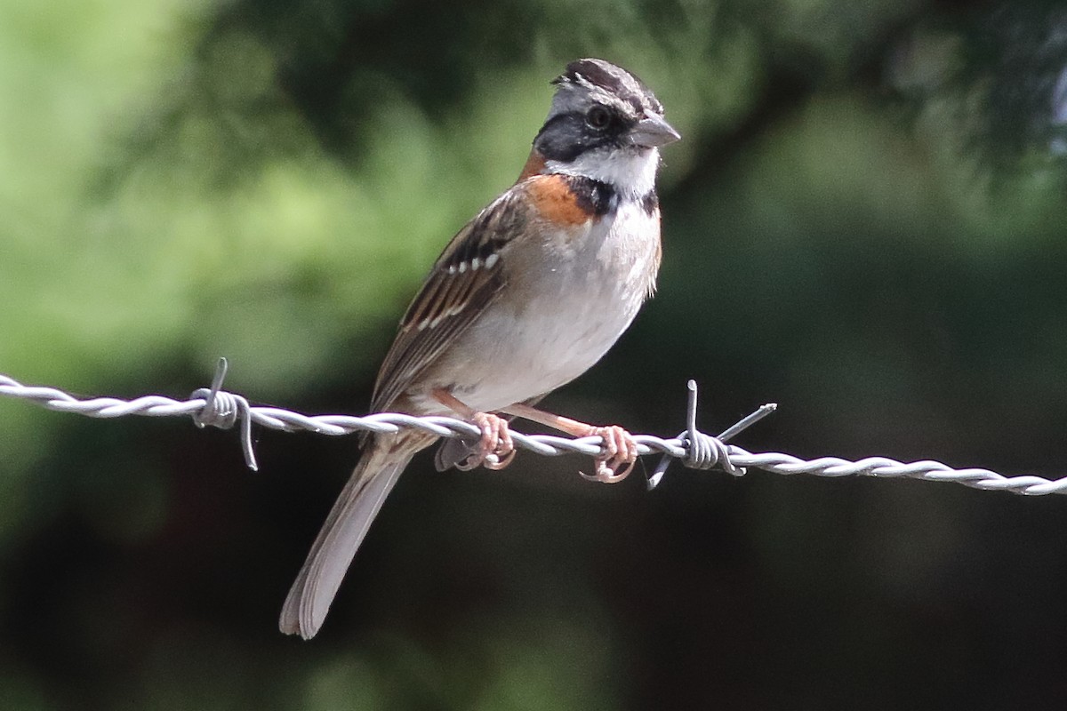 Rufous-collared Sparrow - ML471287541