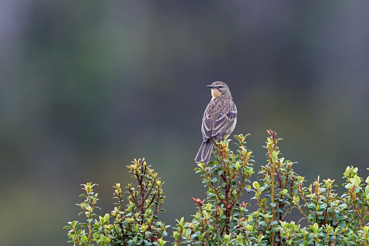 Pipit de Nouvelle-Guinée - ML47128781