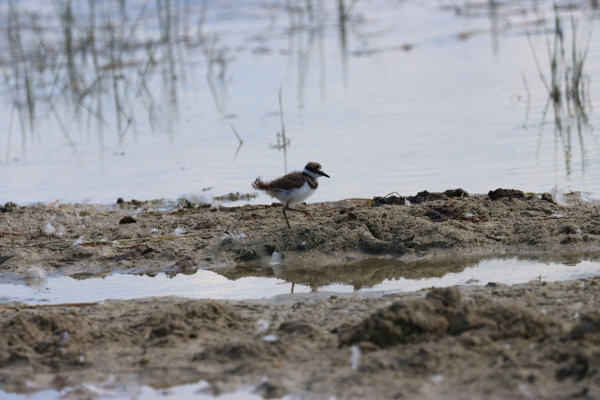 Killdeer - ML471288151