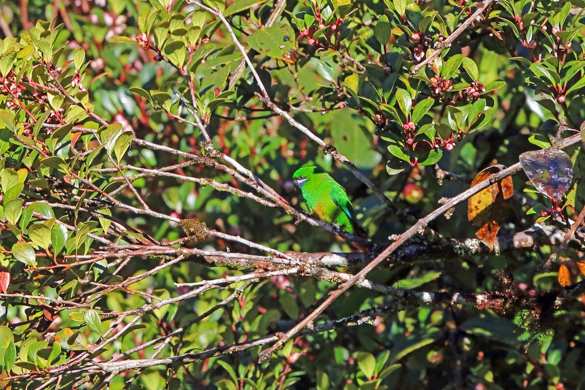 Plum-faced Lorikeet - Nigel Voaden