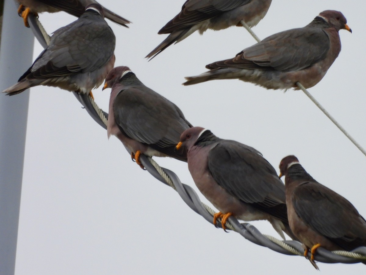 Band-tailed Pigeon - ML471288451