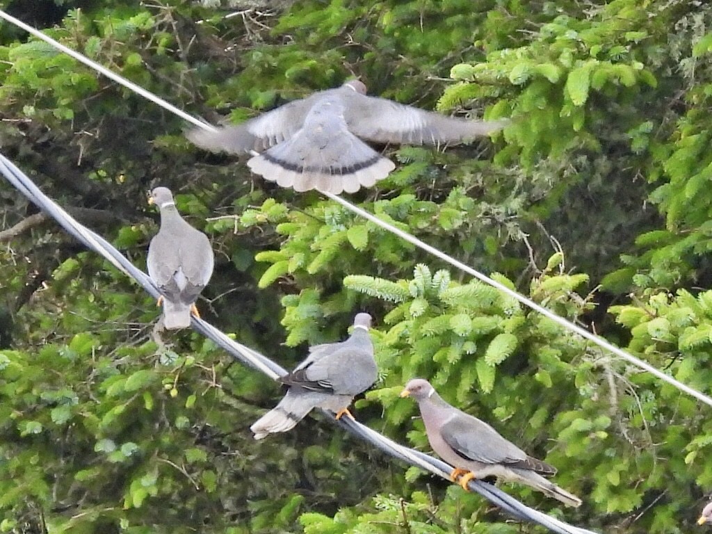 Band-tailed Pigeon - ML471288541