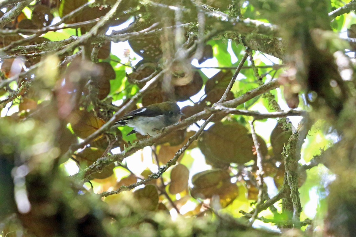 Garnet Robin - Nigel Voaden